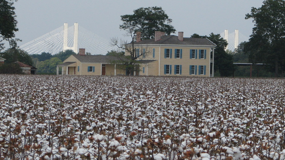 Lakeport Plantation with cotton
